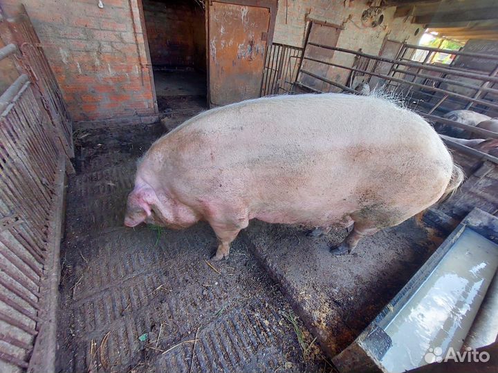 Свиноматка 2 штуки