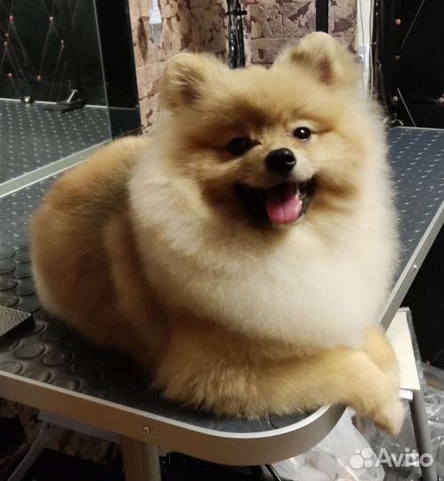 Стрижка собак