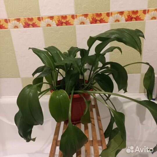 Эухарис амазонская лилия