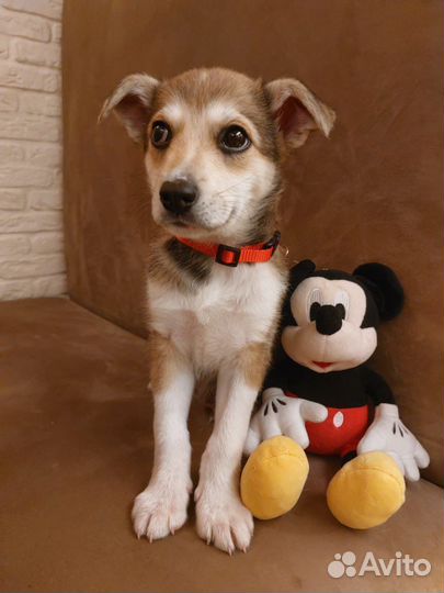 Щенок в добрые руки