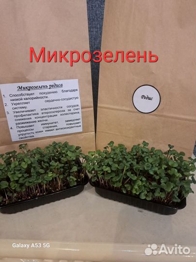 Продать микрозелень