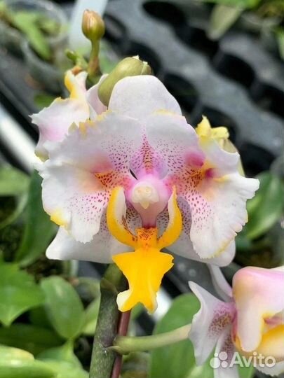 Орхидея азиат P.(Sturtiana-Rainbow Falconer)’ES’