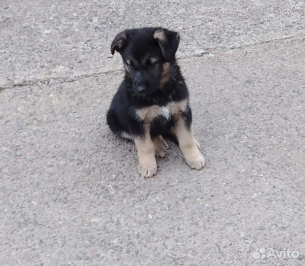 Щенки ищут дом (в дар)