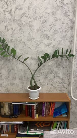 Замиокулькас