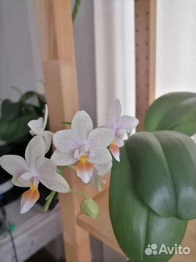 Орхидея фаленопсис Tiny Melissa