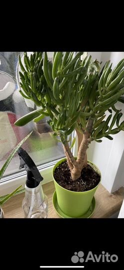 Крассула хоббит