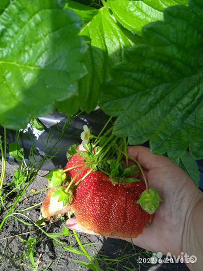 Рассада клубники элитных сортов