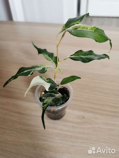 Фикус керли