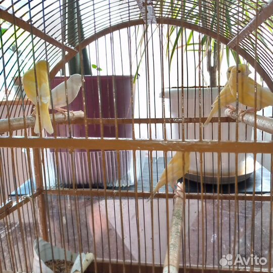 Кенара и канарейки