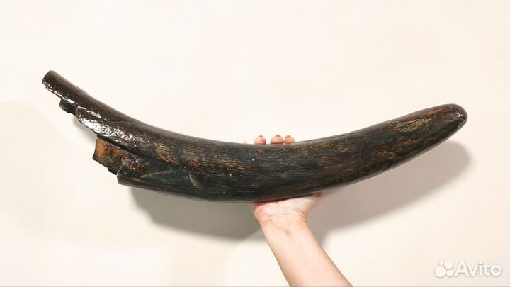 Бивень мамонта (60 см), Россия / Окаменелости