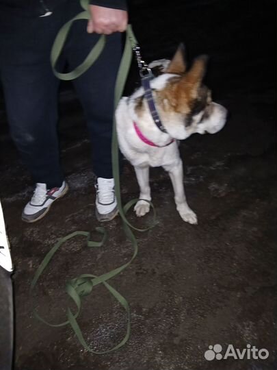 Щенок, метис алабая, около 7 мес ищет ответственно