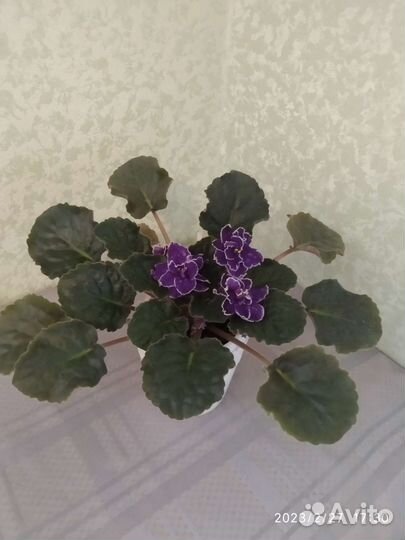 Сортовые фиалки