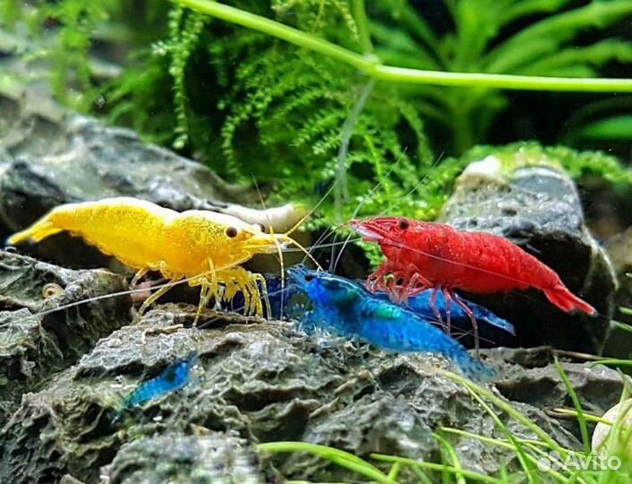 Мексиканский карликовый рак