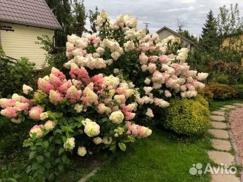 Гортензия метельчатая и древовидная