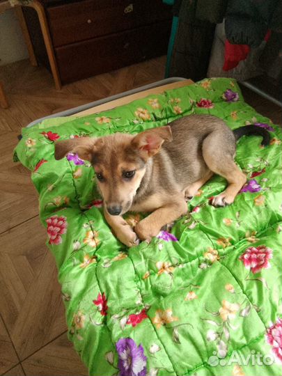 Щенок в добрые руки бесплатно