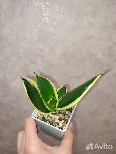 Сансевиерия Ханни крео