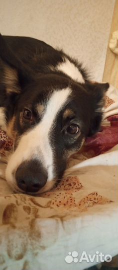 Собака в добрые руки отдам бесплатно