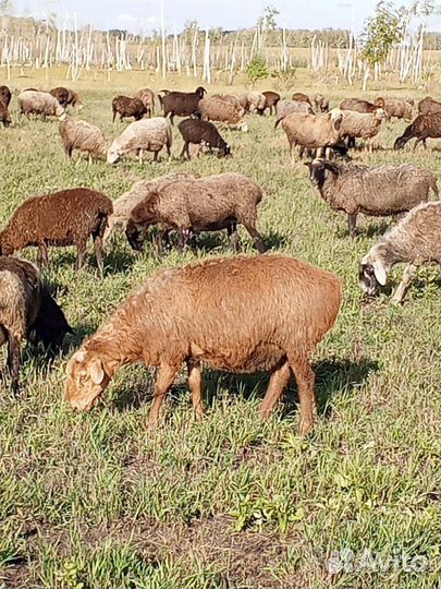 Курдючные бараны овцы