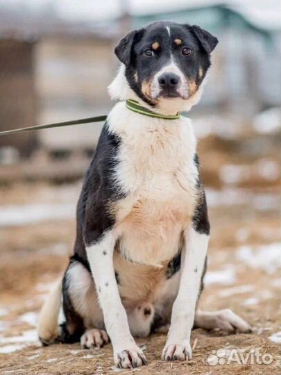 Собака в добрые руки