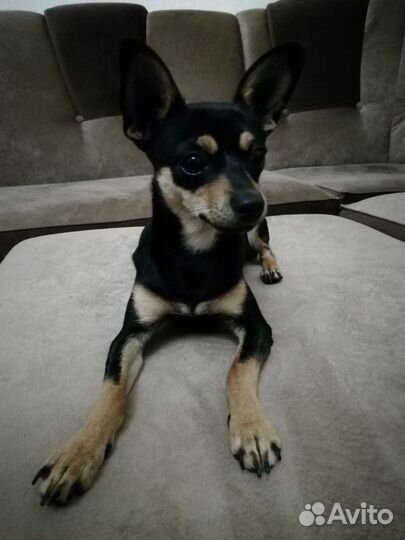 Той-терьер вязка