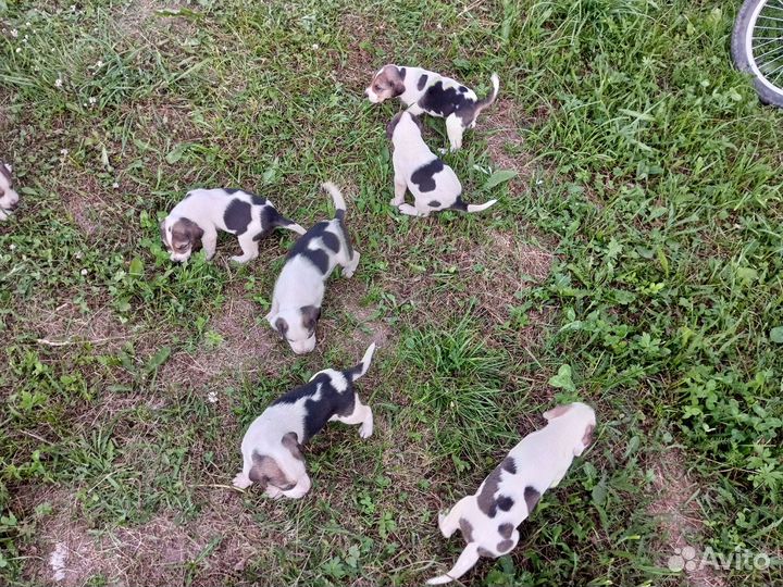 Продаются щенки Русской Пегой Гончей