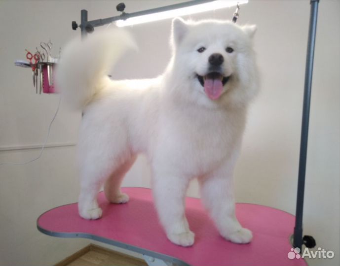 Груминг. Стрижка и уход для кошек и собак