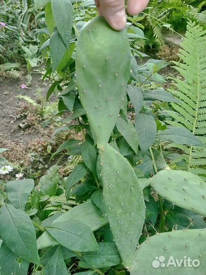 Кактус опунция