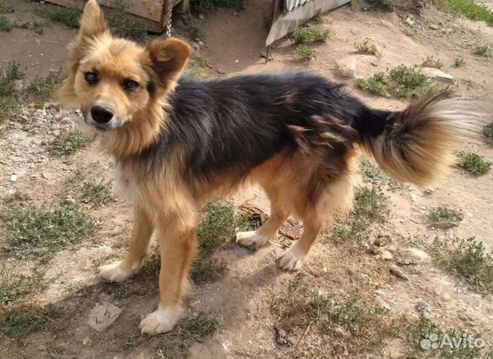 Собака в добрые руки отдам бесплатно