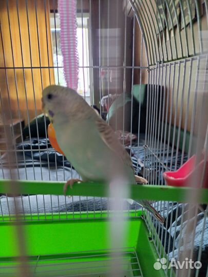 Волнистый попугай девочка