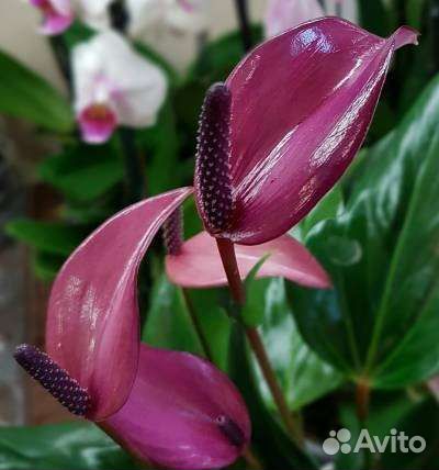 Сортовые антуриумы