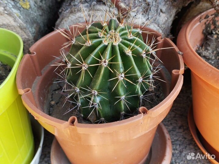 Кактус эхинопсис