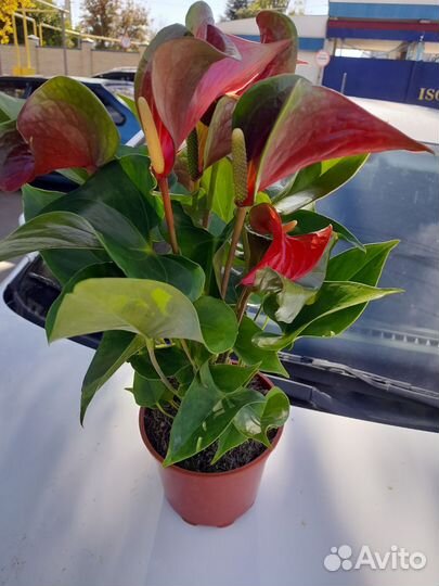 Антуриум красный Динамит Ред