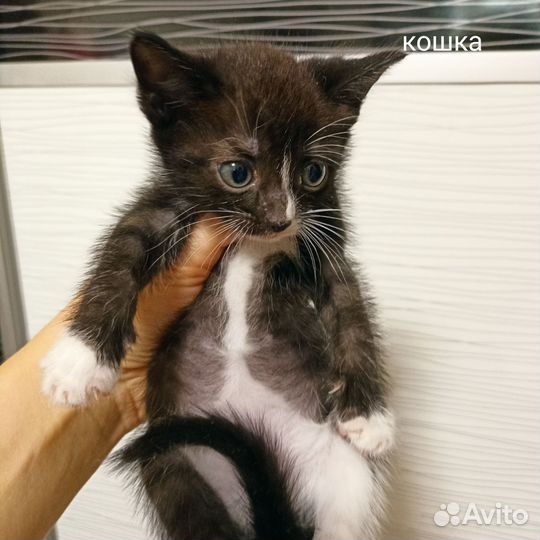 Отдам котят в добрые руки