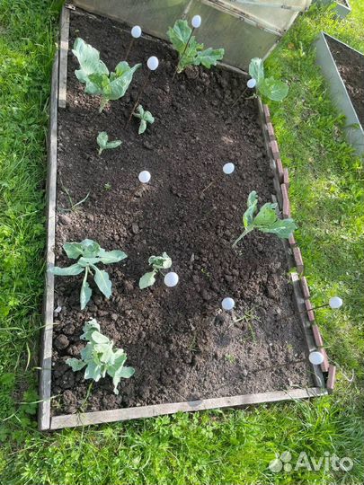 Чернозем / биогумус / перегной всегда в наличии