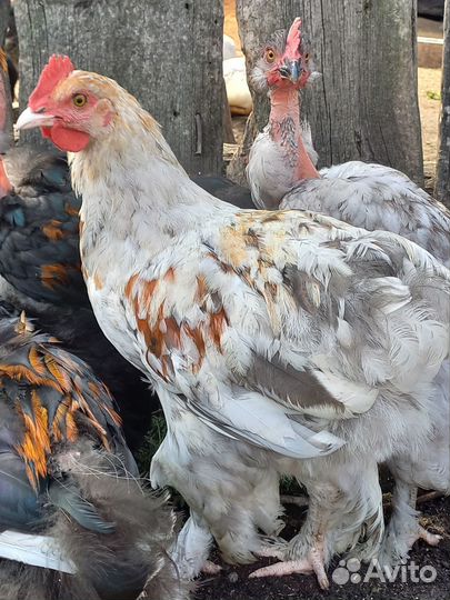 Петух молодой