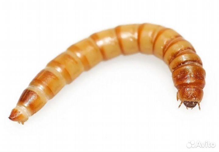 Мучной червь живой
