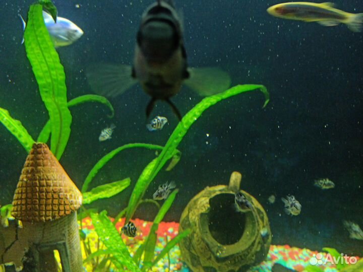 Аквариумные рыбки