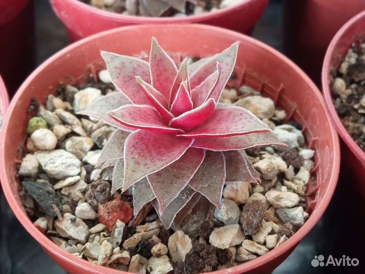 Суккуленты