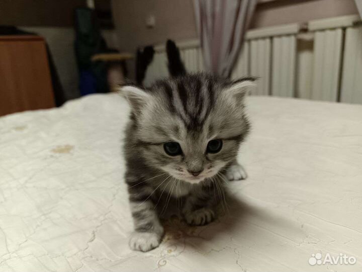 Котенок дымчатого окраса(девочка)