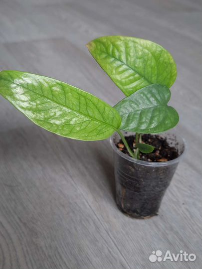 Сциндапсусы. Эпипремнумы 4 вида