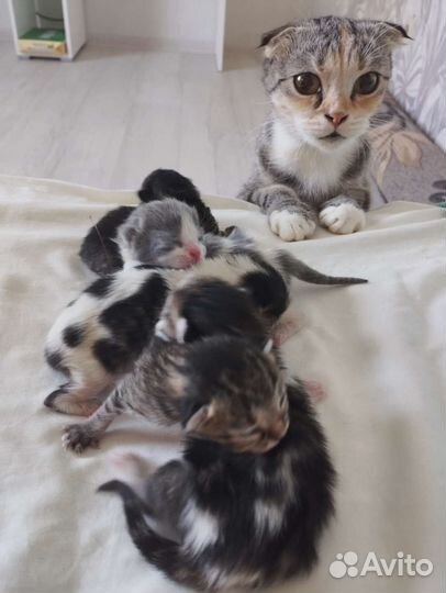 Шотландские вислоухие котята