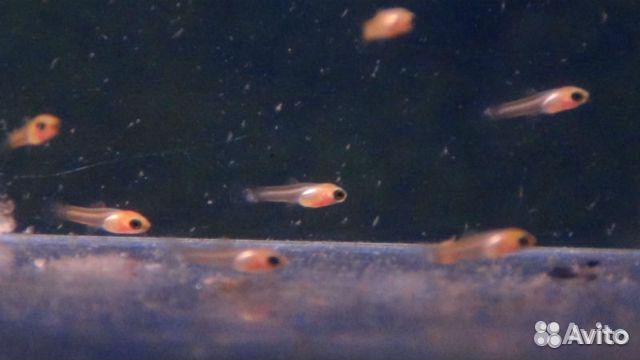 Гуппи — пресноводная живородящая рыбка