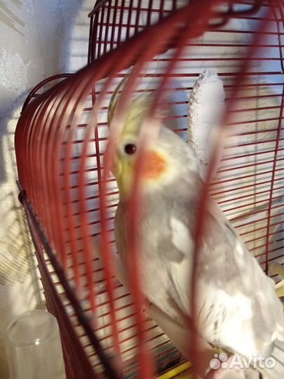 Попугай корелла с клеткой