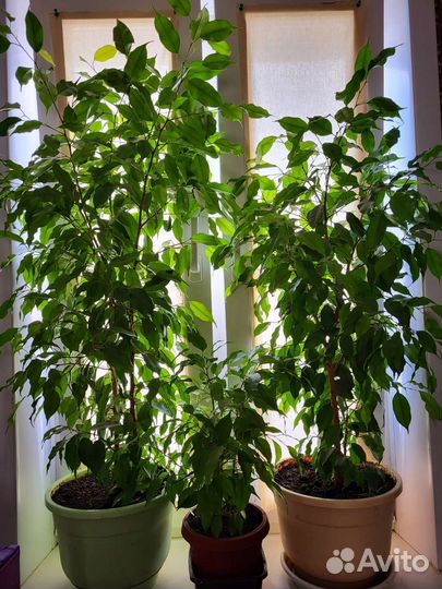 Фикус бенджамина