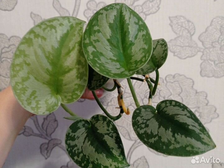 Сциндапсусы, клерадендрум