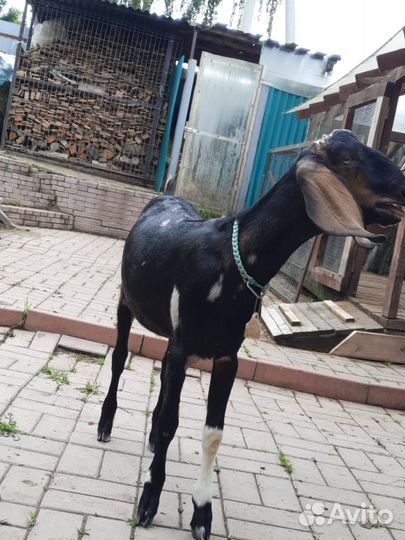 Англо нубийский козлик