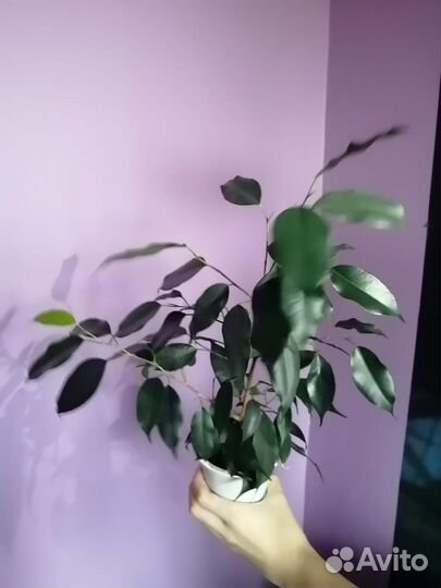 Фикус бенджамина