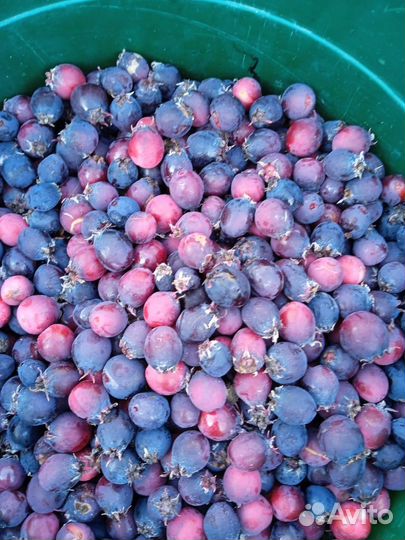 Ирга и смородина, сладкие ягоды