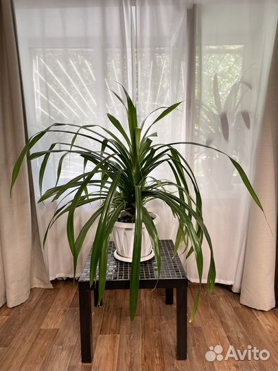 Пальма панданус