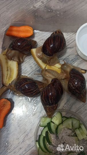 Отдам улиток ахитин